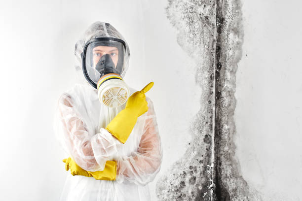 Asbestos and Lead Testing During Mold Inspection in Wrangell, AK